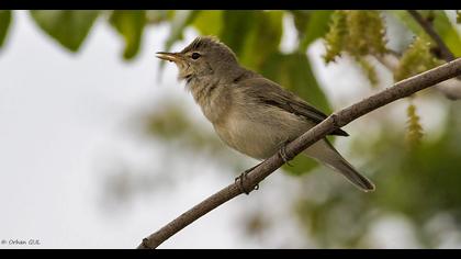 Eastern Olivaceous Warbler