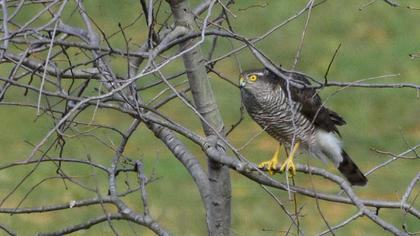 Eurasian Sparrowhawk