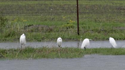 Little Egret