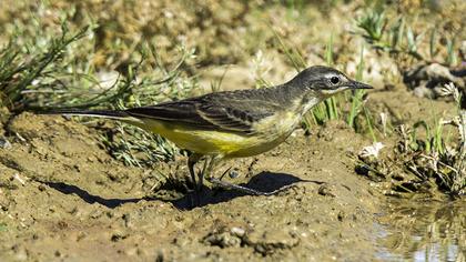 Grey Wagtail