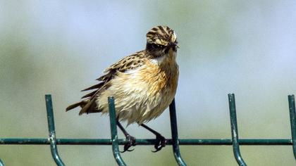 Whinchat