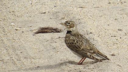 Calandra Lark