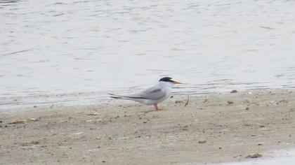 Little Tern