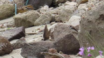 Sand Martin