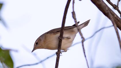 Garden Warbler