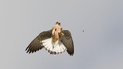 Lesser Kestrel