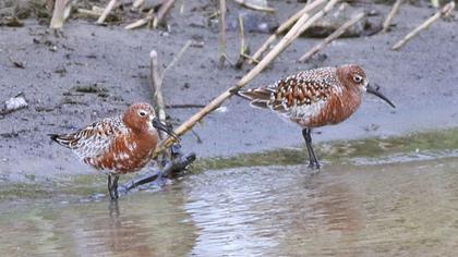 Curlew Sandpiper