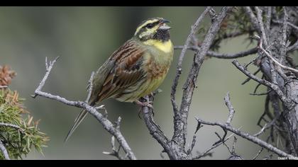 Cirl Bunting