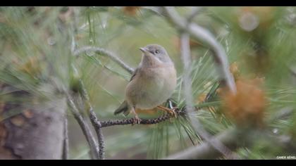 Subalpine Warbler