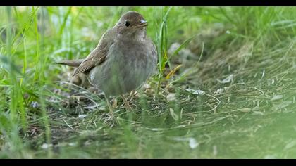 Thrush Nightingale