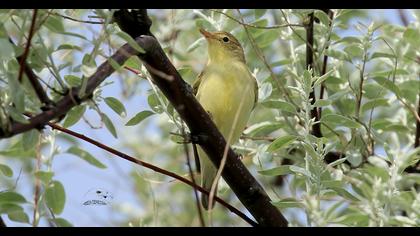 Icterine Warbler