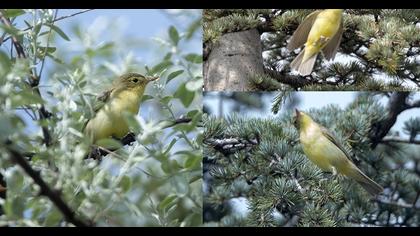 Icterine Warbler