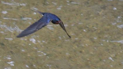 Barn Swallow