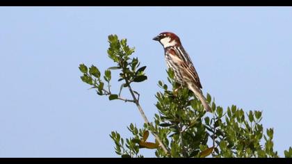 Spanish Sparrow
