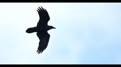 Northern Raven