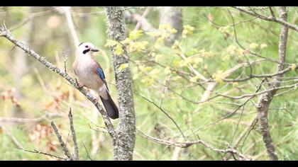 Eurasian Jay