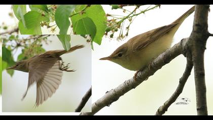 Marsh Warbler