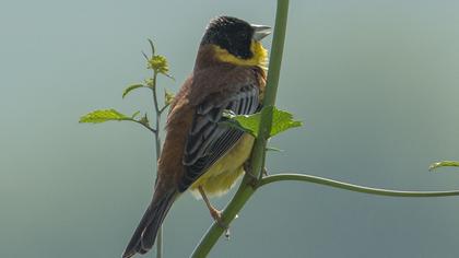 Black-headed Bunting