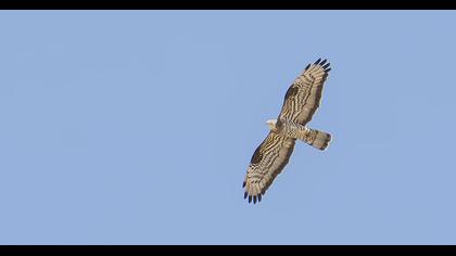 European Honey Buzzard
