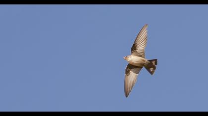 Eurasian Crag Martin