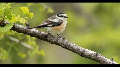 Masked Shrike