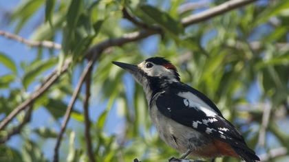 Syrian Woodpecker