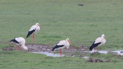 White Stork