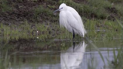 Little Egret