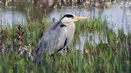 Grey Heron