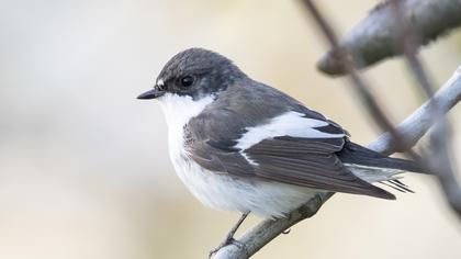 European Pied Flycatcher