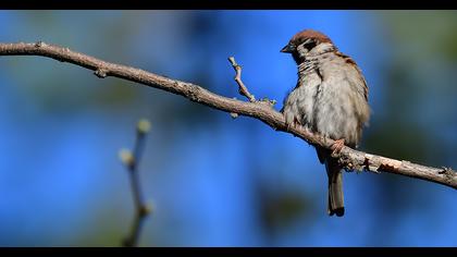 Eurasian Tree Sparrow