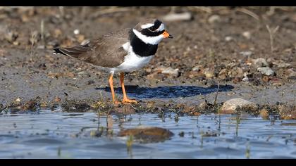 Common Ringed Plover