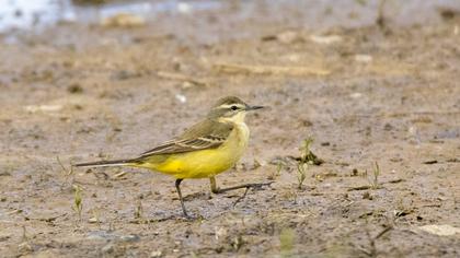 Sarı kuyruksallayan