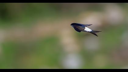 Common House Martin
