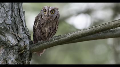 Eurasian Scops Owl