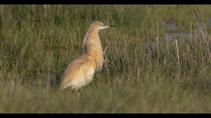 Squacco Heron