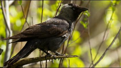 Western Jackdaw