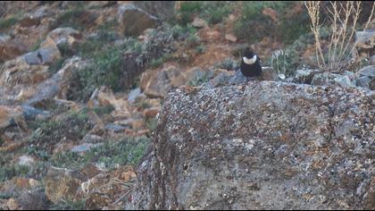Ring Ouzel