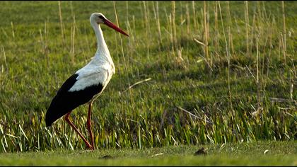 White Stork