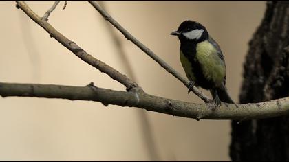 Great Tit