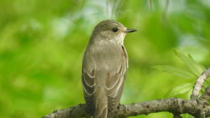 Spotted Flycatcher
