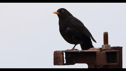 Common Blackbird