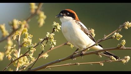 Woodchat Shrike