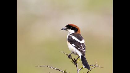 Woodchat Shrike