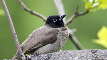 White-spectacled Bulbul