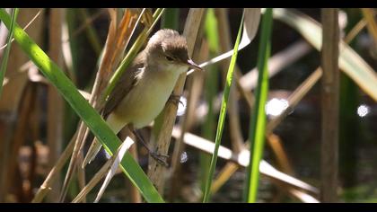 Eurasian Reed Warbler