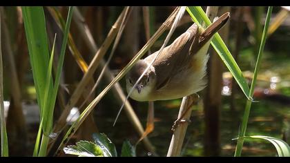 Eurasian Reed Warbler