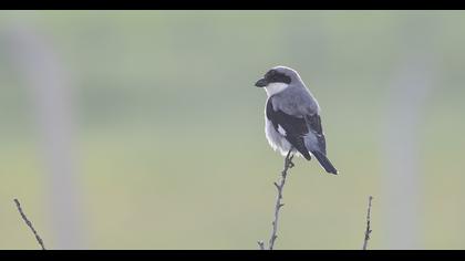 Lesser Grey Shrike