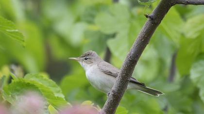 Eastern Olivaceous Warbler