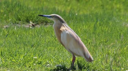 Squacco Heron